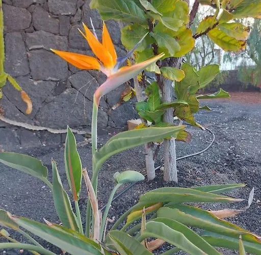 Chloe * Playa Blanca (Lanzarote)